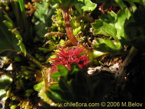 Imágen de Gunnera magellanica (Pangue enano / Palacoazir). Haga un clic para aumentar parte de imágen.