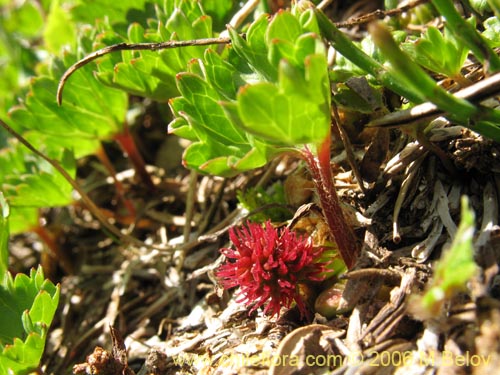 Image of Gunnera magellanica (Pangue enano / Palacoazir). Click to enlarge parts of image.