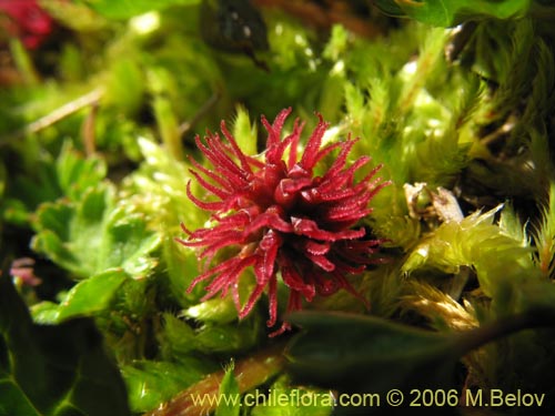 Image of Gunnera magellanica (Pangue enano / Palacoazir). Click to enlarge parts of image.