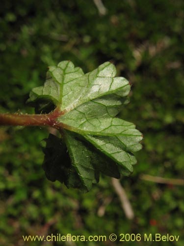 Фотография Gunnera magellanica (Pangue enano / Palacoazir). Щелкните, чтобы увеличить вырез.