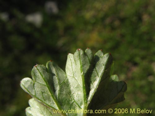 Imágen de Gunnera magellanica (Pangue enano / Palacoazir). Haga un clic para aumentar parte de imágen.