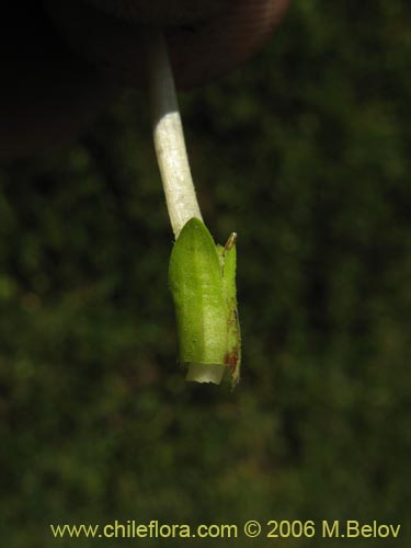 Image of Nierembergia repens (Estrellita de las vegas). Click to enlarge parts of image.