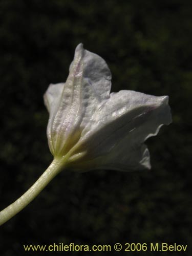 Bild von Nierembergia repens (Estrellita de las vegas). Klicken Sie, um den Ausschnitt zu vergrössern.