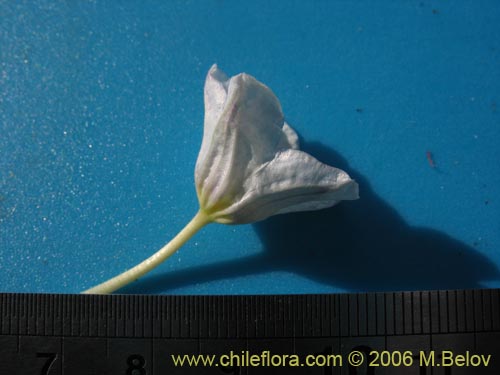 Фотография Nierembergia repens (Estrellita de las vegas). Щелкните, чтобы увеличить вырез.