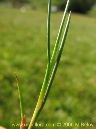 Bild von Juncaceae sp. #1876 (). Klicken Sie, um den Ausschnitt zu vergrössern.