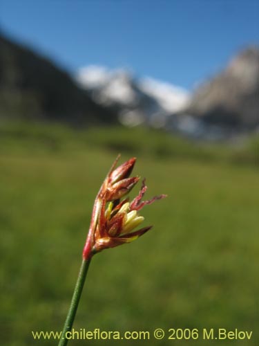 Juncaceae sp. #1876の写真