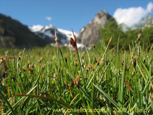 Image of Juncaceae sp. #1876 (). Click to enlarge parts of image.