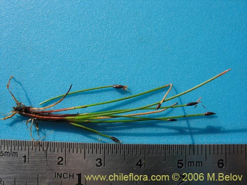Image of Unidentified Plant sp. #2410 (). Click to enlarge parts of image.
