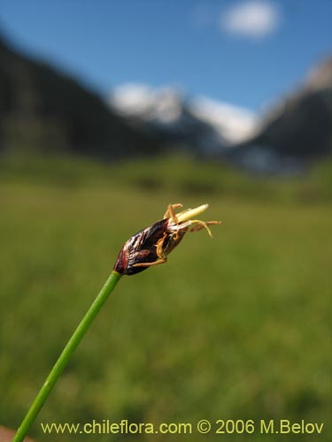 Image of Unidentified Plant sp. #2410 (). Click to enlarge parts of image.