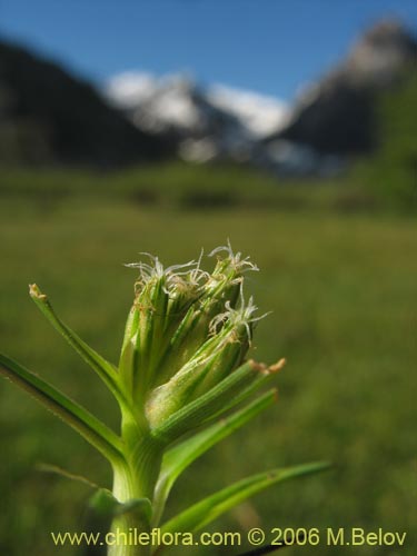 Imágen de Planta no identificada sp. #2344 (). Haga un clic para aumentar parte de imágen.