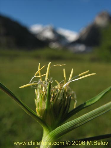 Image of Unidentified Plant sp. #2344 (). Click to enlarge parts of image.