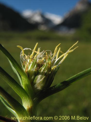 Image of Unidentified Plant sp. #2344 (). Click to enlarge parts of image.