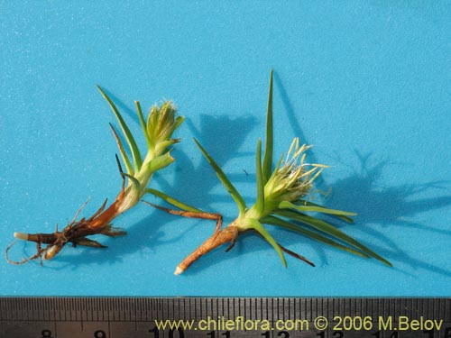 Image of Unidentified Plant sp. #2344 (). Click to enlarge parts of image.