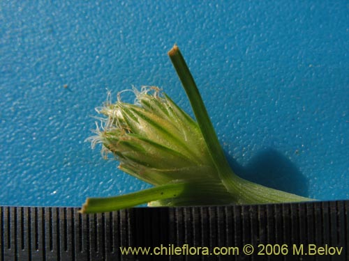 Image of Unidentified Plant sp. #2344 (). Click to enlarge parts of image.