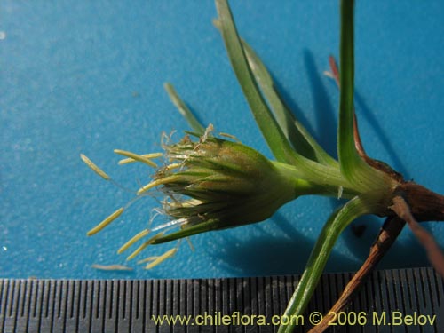 Image of Unidentified Plant sp. #2344 (). Click to enlarge parts of image.