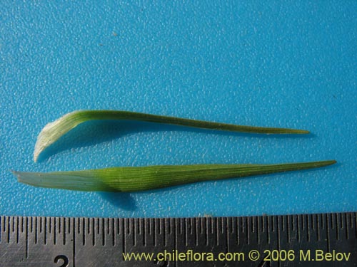 Image of Unidentified Plant sp. #2344 (). Click to enlarge parts of image.