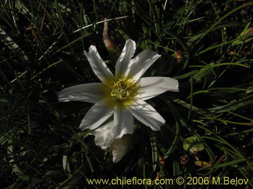 Imágen de Calandrinia affinis (). Haga un clic para aumentar parte de imágen.