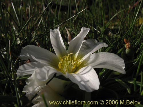 Image of Calandrinia affinis (). Click to enlarge parts of image.