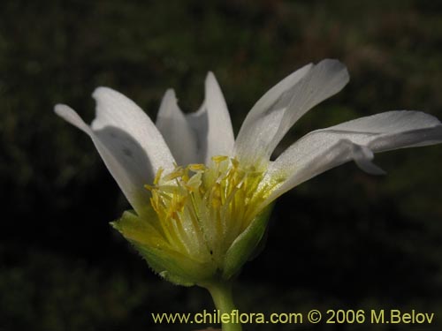 Фотография Calandrinia affinis (). Щелкните, чтобы увеличить вырез.