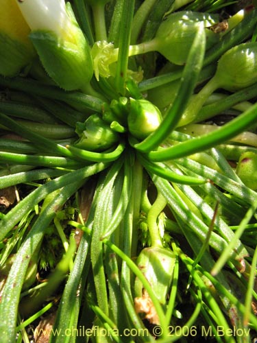 Image of Calandrinia affinis (). Click to enlarge parts of image.