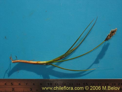 Image of Carex sp. #3086 (). Click to enlarge parts of image.