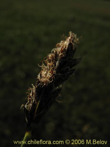 Imágen de Carex sp. #3086 (). Haga un clic para aumentar parte de imágen.