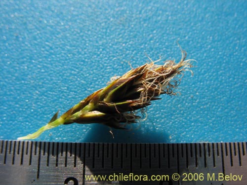 Image of Carex sp. #3086 (). Click to enlarge parts of image.