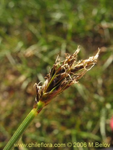 Carex sp. #3086的照片