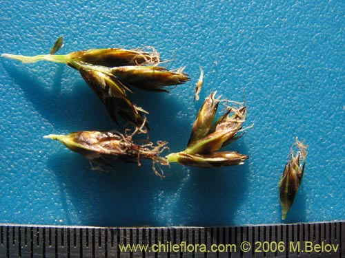 Bild von Carex sp. #3086 (). Klicken Sie, um den Ausschnitt zu vergrössern.