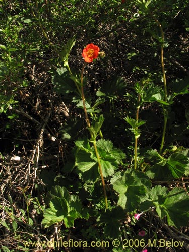 Imágen de Geum magellanicum (Hierba del clavo). Haga un clic para aumentar parte de imágen.