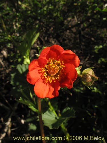 Image of Geum magellanicum (Hierba del clavo). Click to enlarge parts of image.