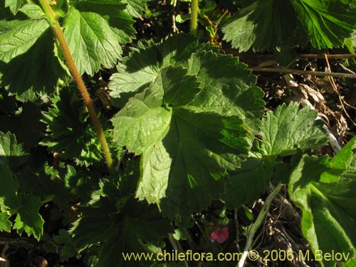 Image of Geum magellanicum (Hierba del clavo). Click to enlarge parts of image.