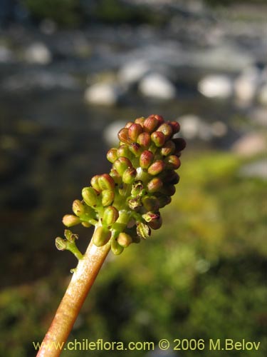 Фотография Gunnera magellanica (Pangue enano / Palacoazir). Щелкните, чтобы увеличить вырез.