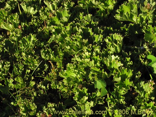 Gunnera magellanicaの写真