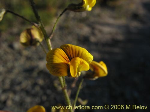 Bild von Adesmia sp. #1660 (). Klicken Sie, um den Ausschnitt zu vergrössern.