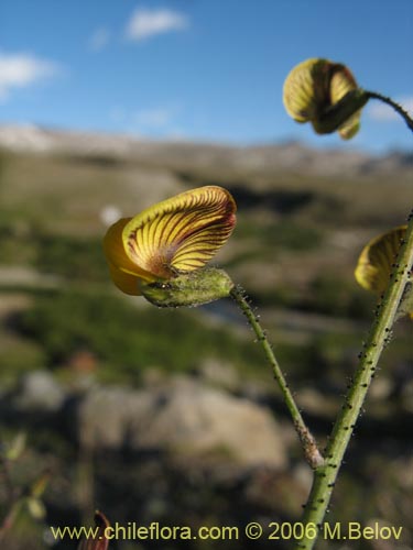 Bild von Adesmia sp. #1660 (). Klicken Sie, um den Ausschnitt zu vergrössern.