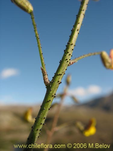 Image of Adesmia sp. #1660 (). Click to enlarge parts of image.