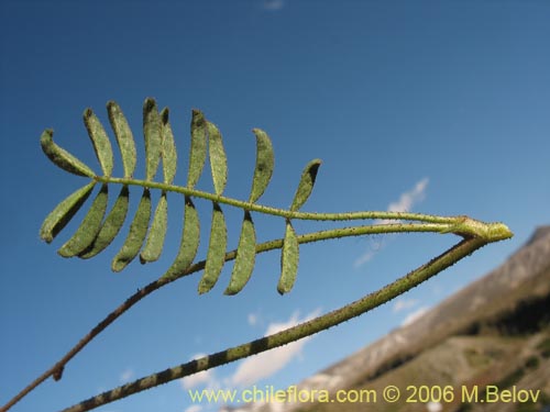 Image of Adesmia sp. #1660 (). Click to enlarge parts of image.