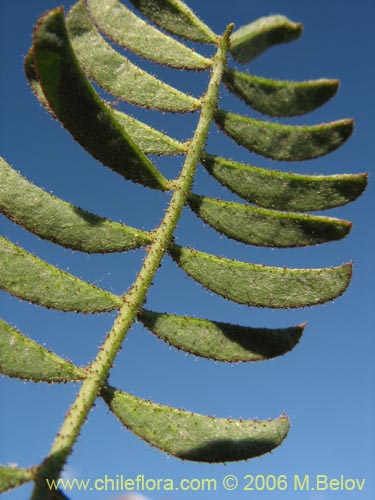 Bild von Adesmia sp. #1660 (). Klicken Sie, um den Ausschnitt zu vergrössern.