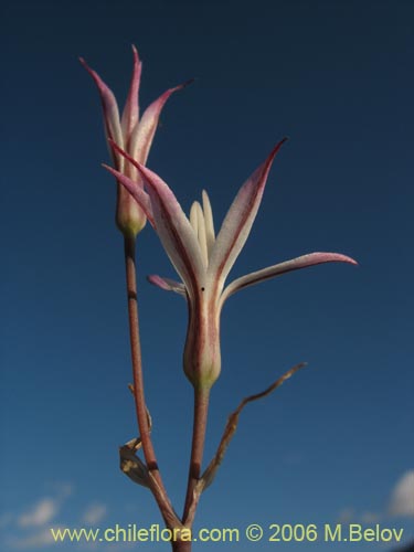 Leucocoryne alliaceaの写真