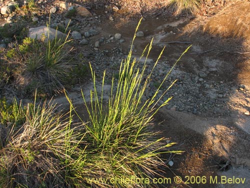 Poaceae sp. #1875の写真