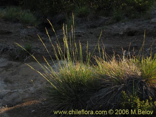 Imágen de Poaceae sp. #1875 (). Haga un clic para aumentar parte de imágen.