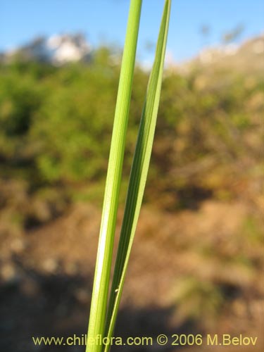 Imágen de Poaceae sp. #1875 (). Haga un clic para aumentar parte de imágen.