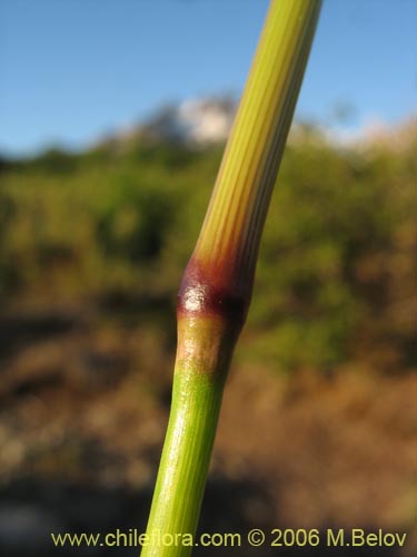 Poaceae sp. #1875의 사진