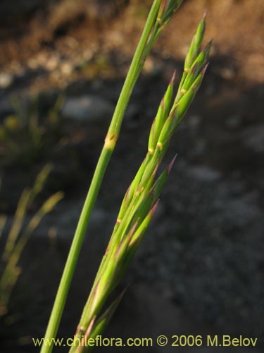 Poaceae sp. #1875の写真