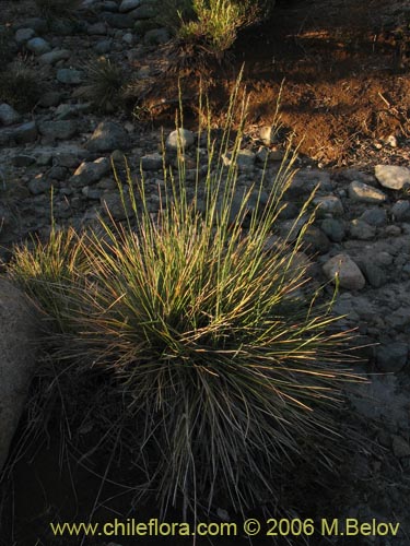 Image of Poaceae sp. #1875 (). Click to enlarge parts of image.