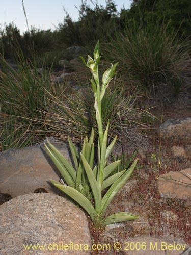 Bild von Chloraea viridiflora (Orquidea de flor verde). Klicken Sie, um den Ausschnitt zu vergrössern.