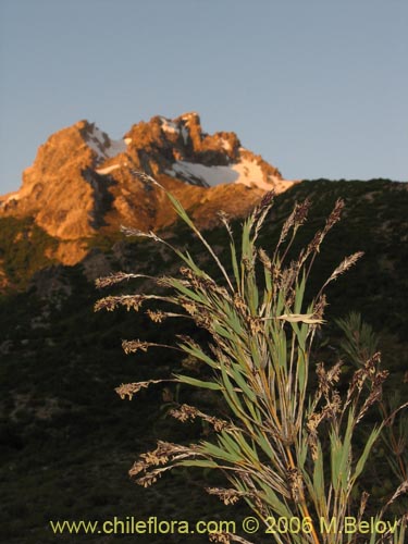 Imágen de Chusquea coleou (Colihue / Coleu). Haga un clic para aumentar parte de imágen.