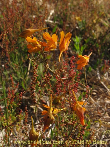 Image of Tropaeolum gracile (). Click to enlarge parts of image.