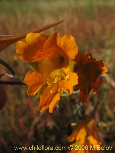 Image of Tropaeolum gracile (). Click to enlarge parts of image.